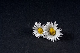 雛菊,花,關(guān)閉