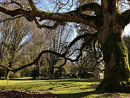 老橡樹,公園,性質(zhì)