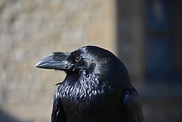 烏鴉,鳥,動物