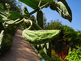 乳草類植物,種子 pod,calotropis 花瓣