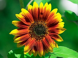 太陽花,夏季,黃色