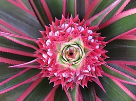 菠蘿,開(kāi)花,花