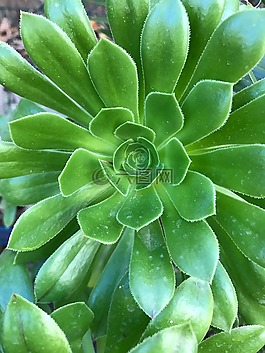 花,花園,性質(zhì)