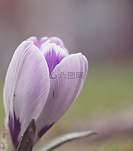 藏紅花,花,春天