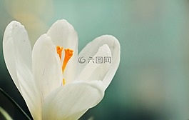 藏紅花,花,春天