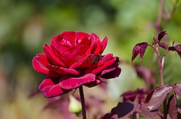 玫瑰,花,盛開