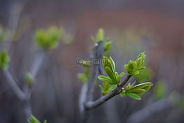 春,綠色,自然