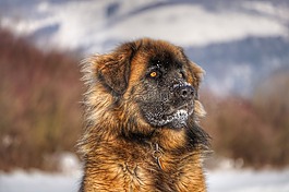 leonberger,狗,冬天