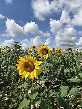 夏季,太陽花,黃色