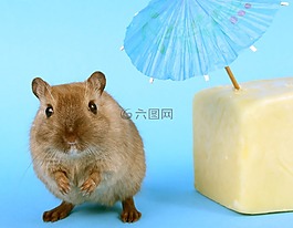 動物,有吸引力,美麗