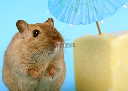 動物,有吸引力,美麗