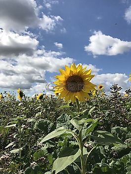 太陽花,性質(zhì),夏季