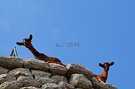 山羊,爬,牲畜