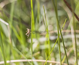 蝗蟲,野生動物,自然