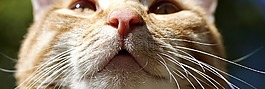 猫,动物,鼻子