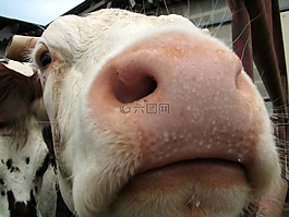 農(nóng)業(yè),角,動物