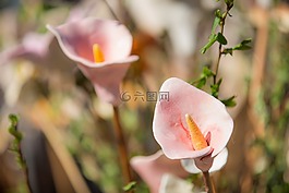花,陶瓷,開花