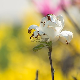玫瑰,花,性質(zhì)