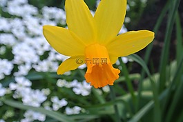 水仙,花,到復活節(jié)
