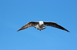 海鷗,飛行,鳥(niǎo)