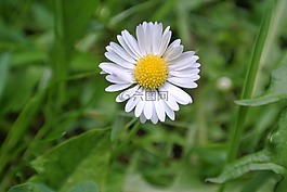 雛菊,廠,關(guān)閉