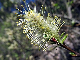 小貓,花,性質(zhì)