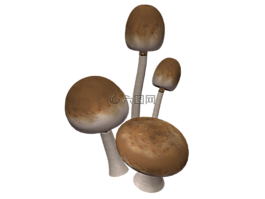 蘑菇,布朗,秋季