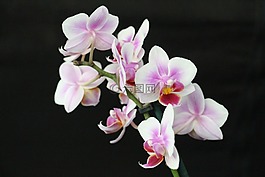 蘭花,開花,花