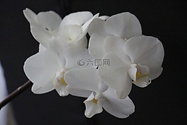蘭花,白,開花