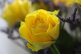 花,黃色,開花