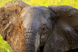 自然,野生動物,動物
