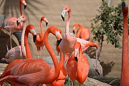 火烈鳥,動物園,動物