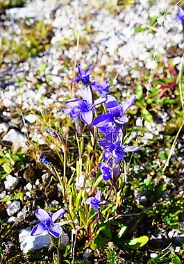 普通 fransenenzian,花,開(kāi)花