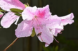 蜜蜂在杜鹃花,映山红,蜜蜂