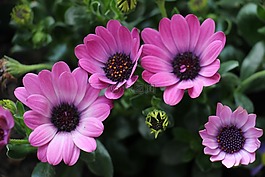 鮮花,紫,開花
