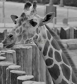 長頸鹿,動(dòng)物園,頸部