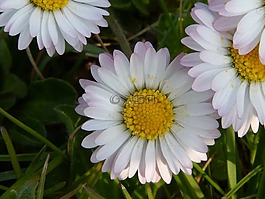 雛菊,花多,性質(zhì)