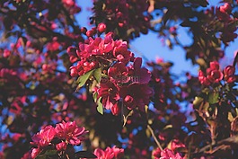 盛開(kāi),開(kāi)花,植物區(qū)系