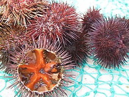 海膽,海鮮,芳