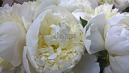花,自然,夏天