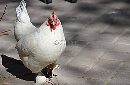 雞,動物,哈恩