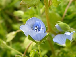 指出花,藍色,淺藍色