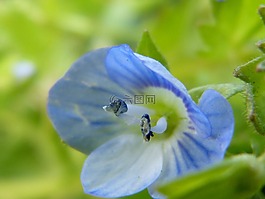 指出花,藍色,淺藍色