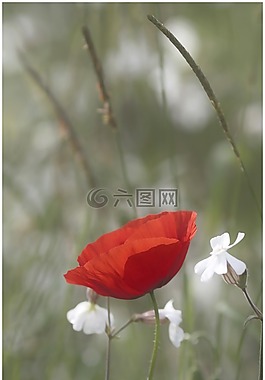 罂粟,花,春天