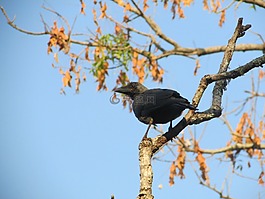 烏鴉,鳥,鳥嘴
