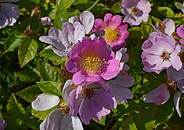 野玫瑰,野花,花