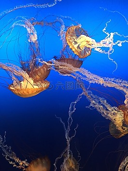 水母,海洋,海
