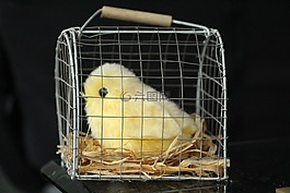 小雞,動物,青年