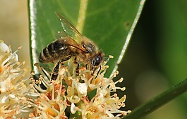 蜜蜂,宏,花