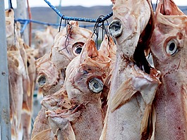 魚,食品,餐飲
